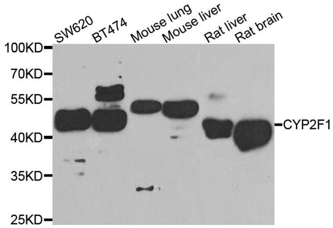 CYP2F1 Antibody in Western Blot (WB)