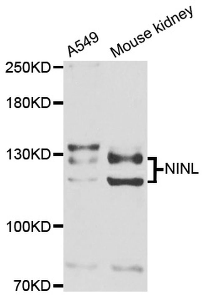 NINL Antibody in Western Blot (WB)