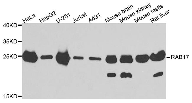 RAB17 Antibody in Western Blot (WB)