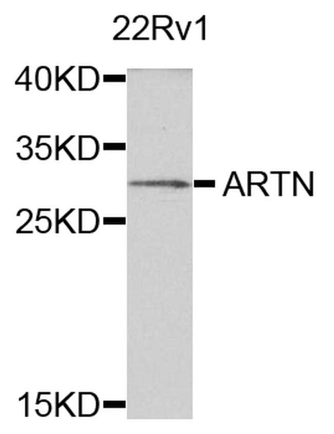 Artemin Antibody in Western Blot (WB)