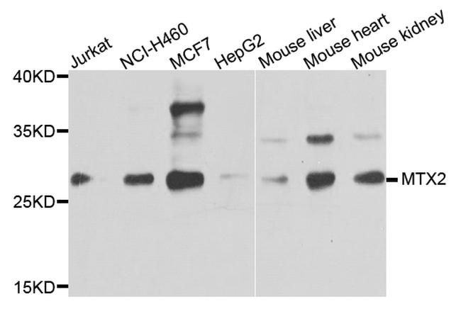 MTX2 Antibody in Western Blot (WB)