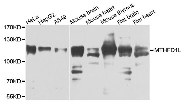 MTHFD1L Antibody in Western Blot (WB)