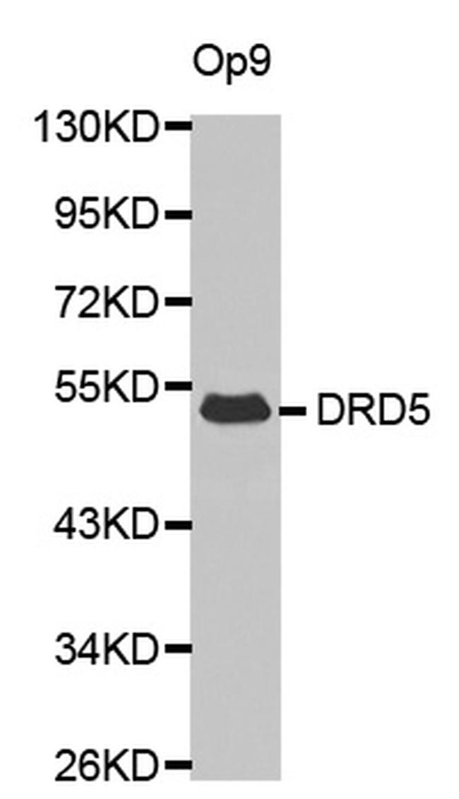 DRD5 Antibody in Western Blot (WB)