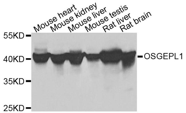 OSGEPL1 Antibody in Western Blot (WB)