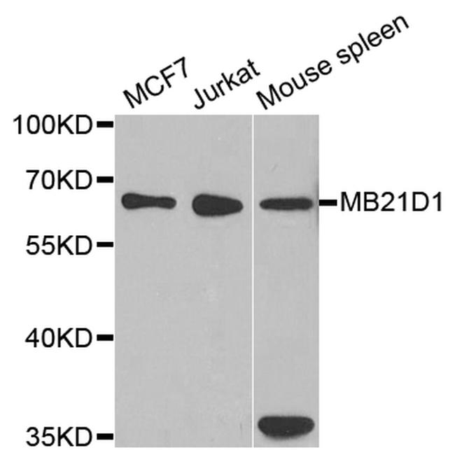 cGAS Antibody in Western Blot (WB)