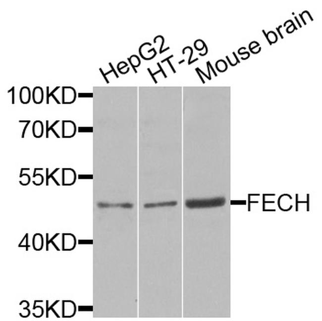 FECH Antibody in Western Blot (WB)