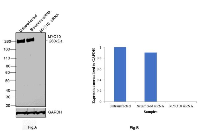 MYO10 Antibody in Western Blot (WB)