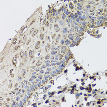 GBF1 Antibody in Immunohistochemistry (Paraffin) (IHC (P))