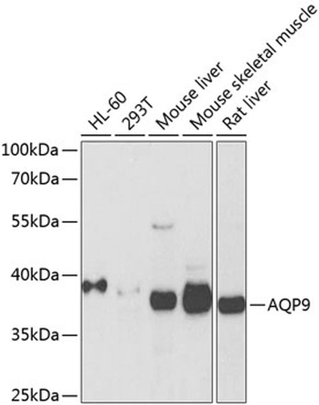 Aquaporin 9 Antibody in Western Blot (WB)