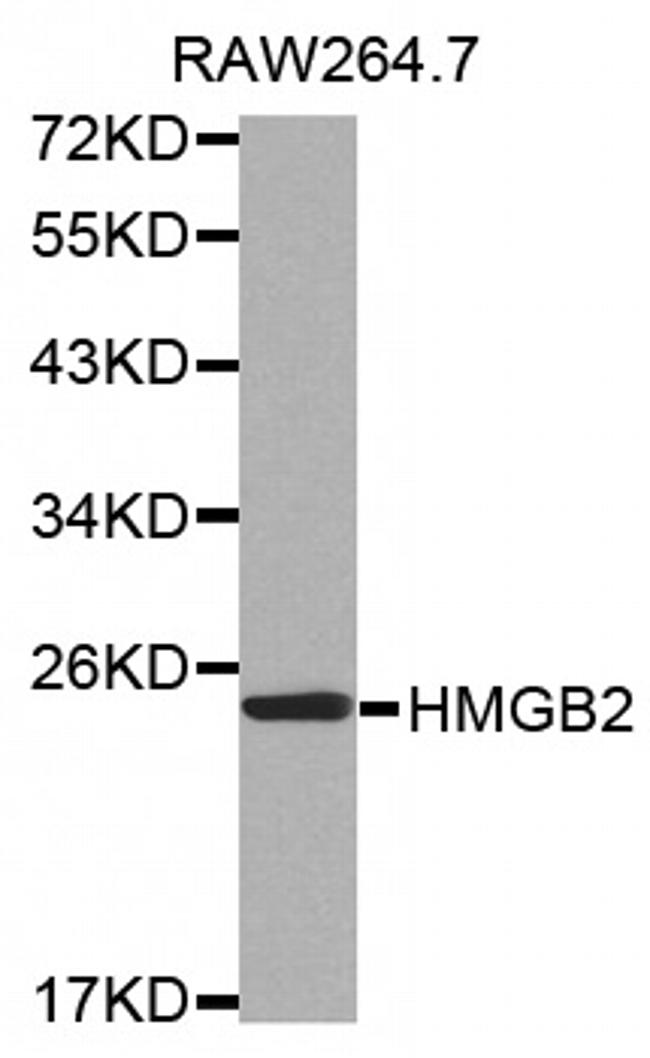 HMGB2 Antibody in Western Blot (WB)