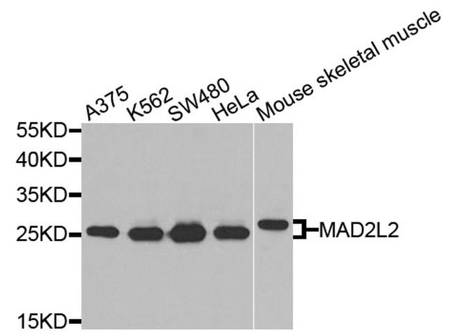 MAD2L2 Antibody in Western Blot (WB)