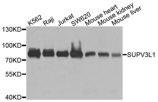 SUPV3L1 Antibody in Western Blot (WB)