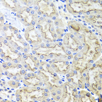 LRP2 Antibody in Immunohistochemistry (Paraffin) (IHC (P))