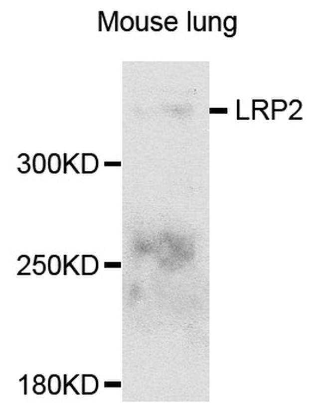 LRP2 Antibody in Western Blot (WB)