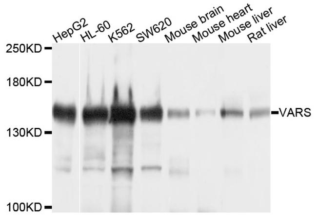 VARS Antibody in Western Blot (WB)