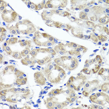 MAPKBP1 Antibody in Immunohistochemistry (Paraffin) (IHC (P))