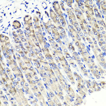 MAPKBP1 Antibody in Immunohistochemistry (Paraffin) (IHC (P))