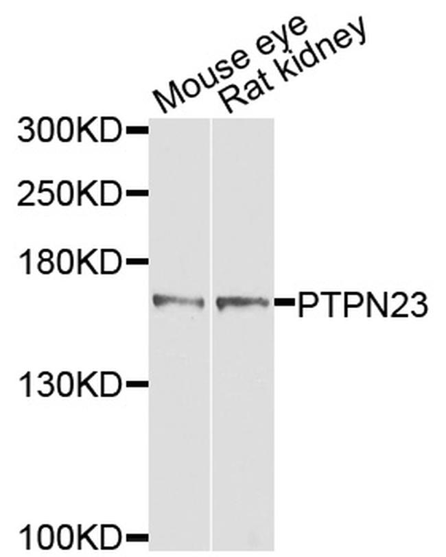 PTPN23 Antibody in Western Blot (WB)