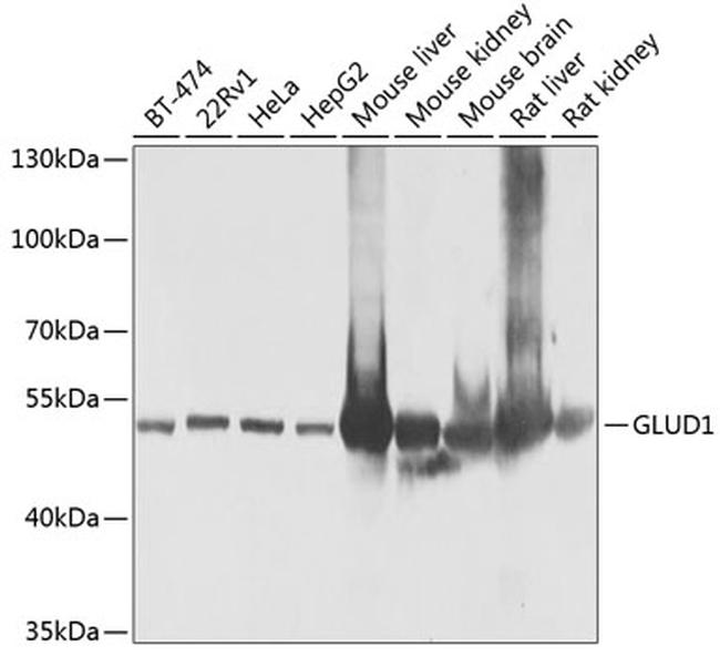 GluD1 Antibody in Western Blot (WB)