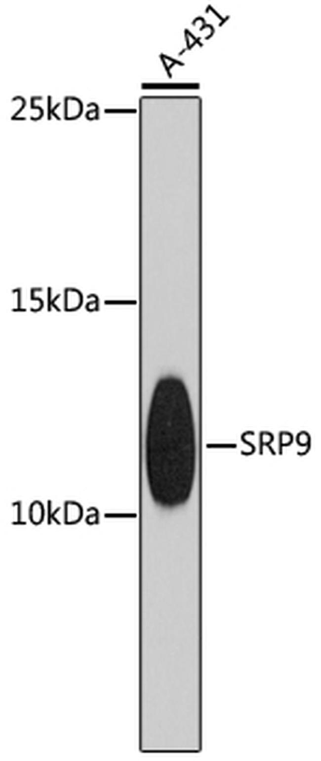 SRP9 Antibody in Western Blot (WB)