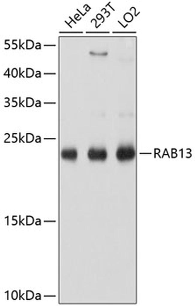 RAB13 Antibody in Western Blot (WB)