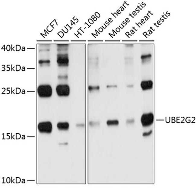 UBE2G2 Antibody in Western Blot (WB)