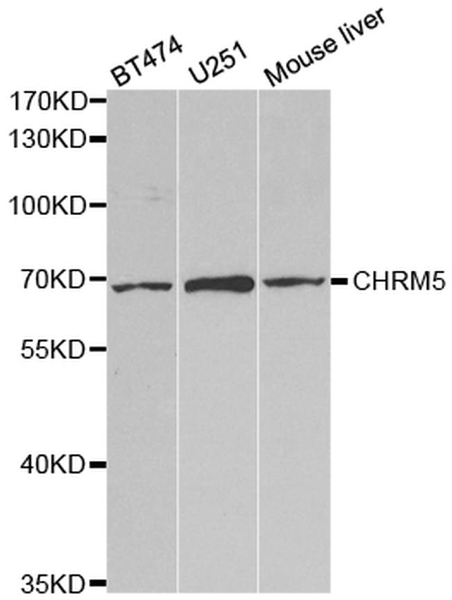 CHRM5 Antibody in Western Blot (WB)