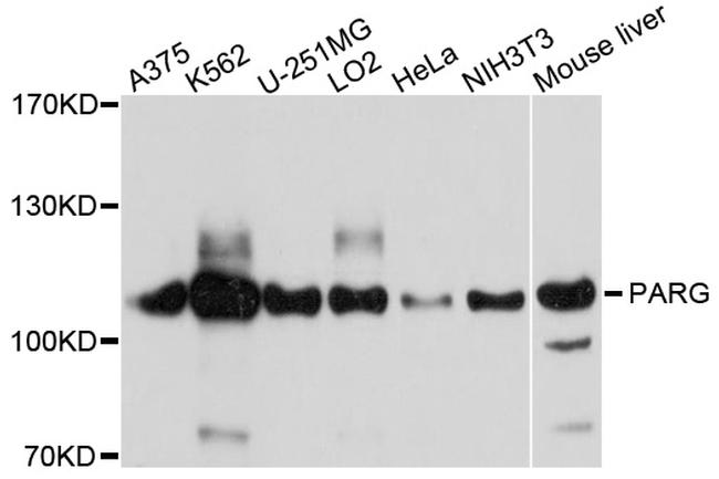 PARG Antibody in Western Blot (WB)