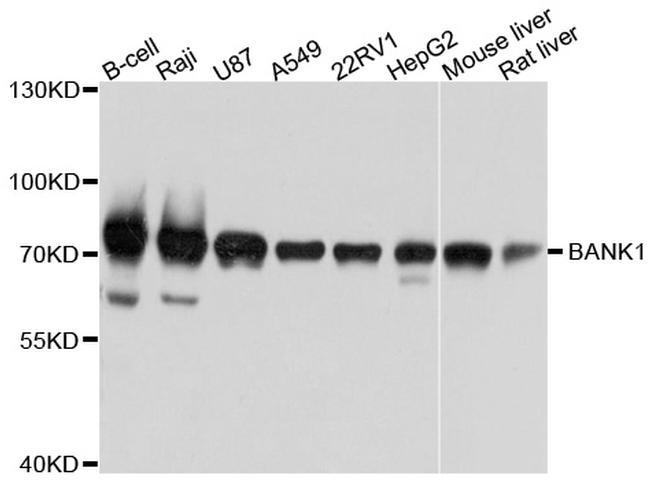 BANK1 Antibody in Western Blot (WB)