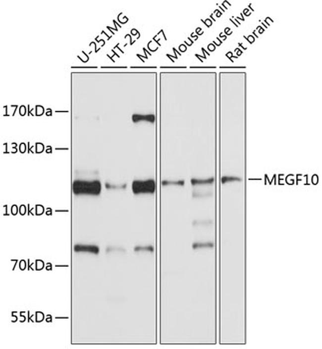 MEGF10 Antibody in Western Blot (WB)