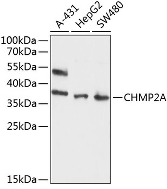 CHMP2A Antibody in Western Blot (WB)