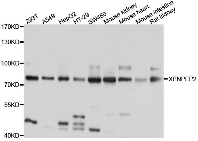 XPNPEP2 Antibody in Western Blot (WB)