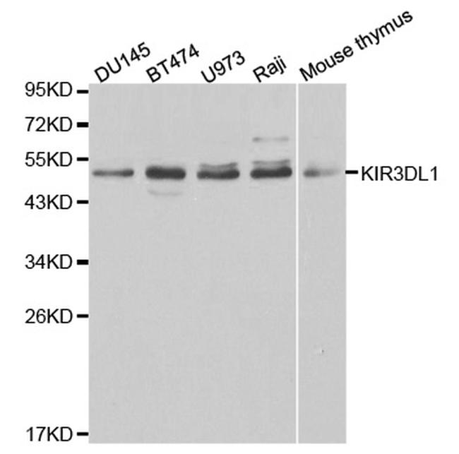 KIR3DL1 Antibody in Western Blot (WB)