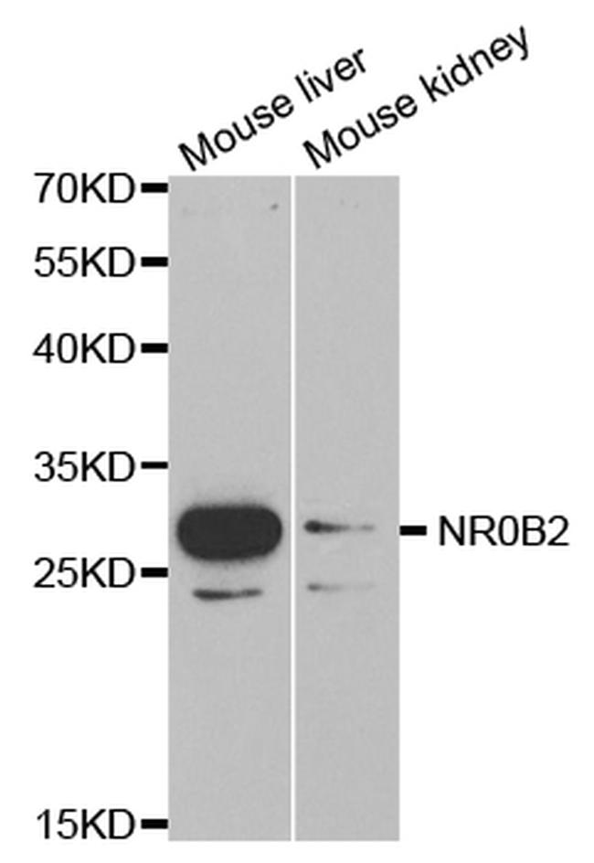 NR0B2 Antibody in Western Blot (WB)