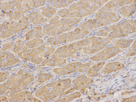 alpha-1 Microglobulin Antibody in Immunohistochemistry (Paraffin) (IHC (P))