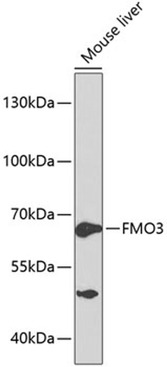 FMO3 Antibody in Western Blot (WB)