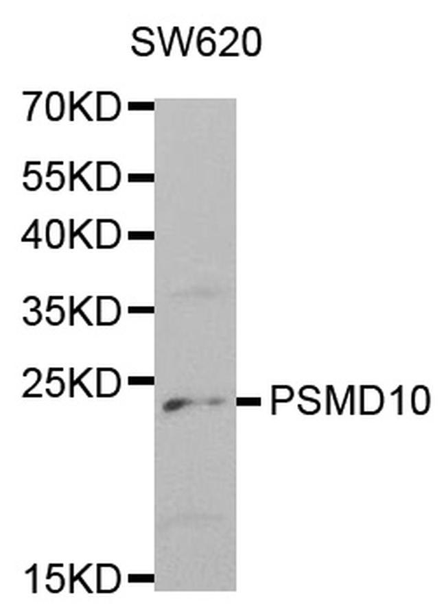 PSMD10 Antibody in Western Blot (WB)