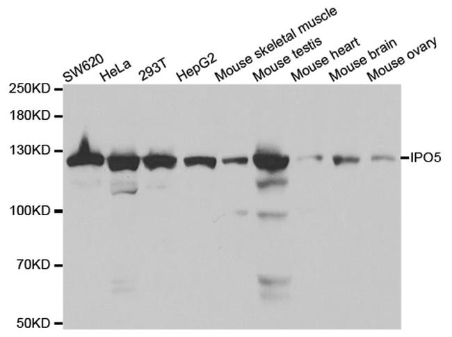 IPO5 Antibody in Western Blot (WB)