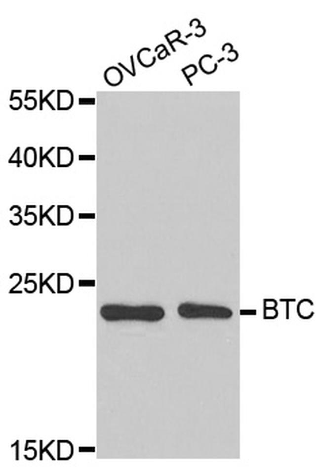 betacellulin Antibody in Western Blot (WB)