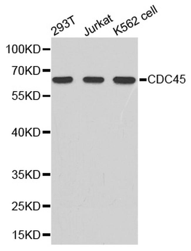 Cdc45L Antibody in Western Blot (WB)