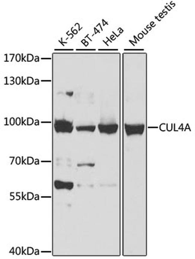 Cullin 4A Antibody in Western Blot (WB)