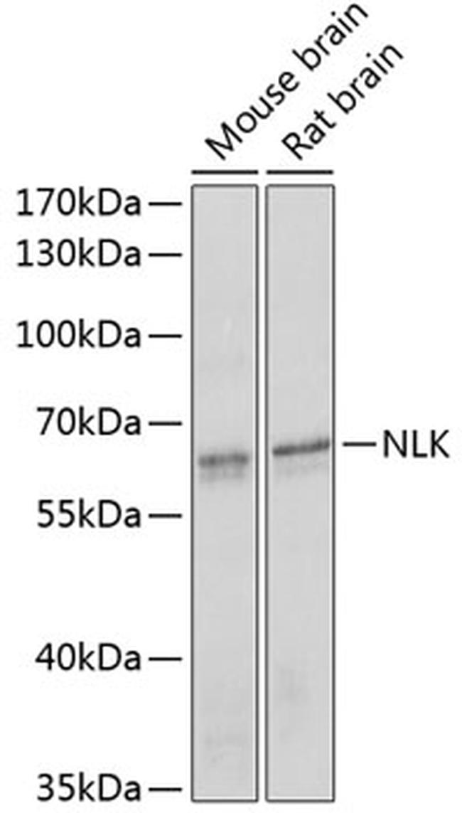 NLK Antibody in Western Blot (WB)