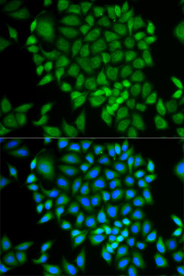 GLRX Antibody in Immunocytochemistry (ICC/IF)