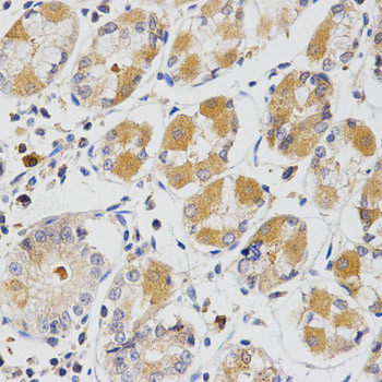 GLRX Antibody in Immunohistochemistry (Paraffin) (IHC (P))