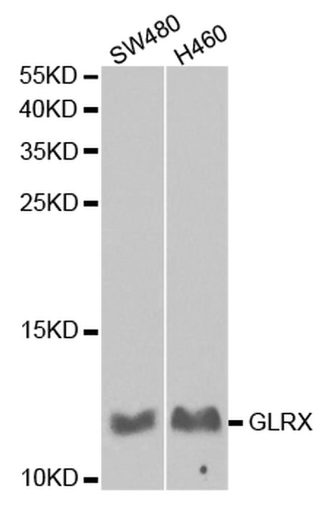 GLRX Antibody in Western Blot (WB)