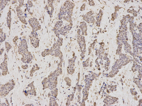 GMNN Antibody in Immunohistochemistry (Paraffin) (IHC (P))