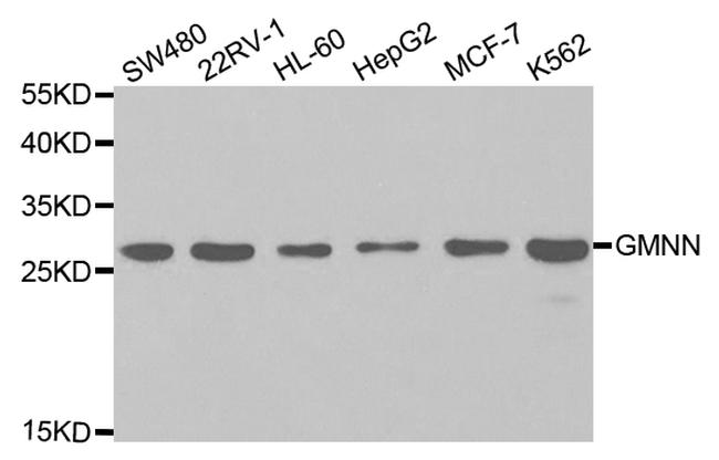 GMNN Antibody in Western Blot (WB)