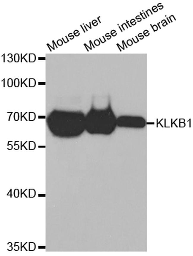 Plasma Kallikrein Antibody in Western Blot (WB)