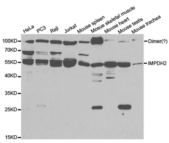 IMPDH2 Antibody in Western Blot (WB)