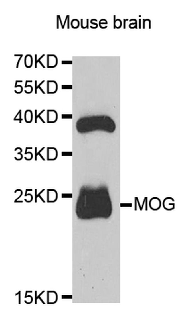 MOG Antibody in Western Blot (WB)